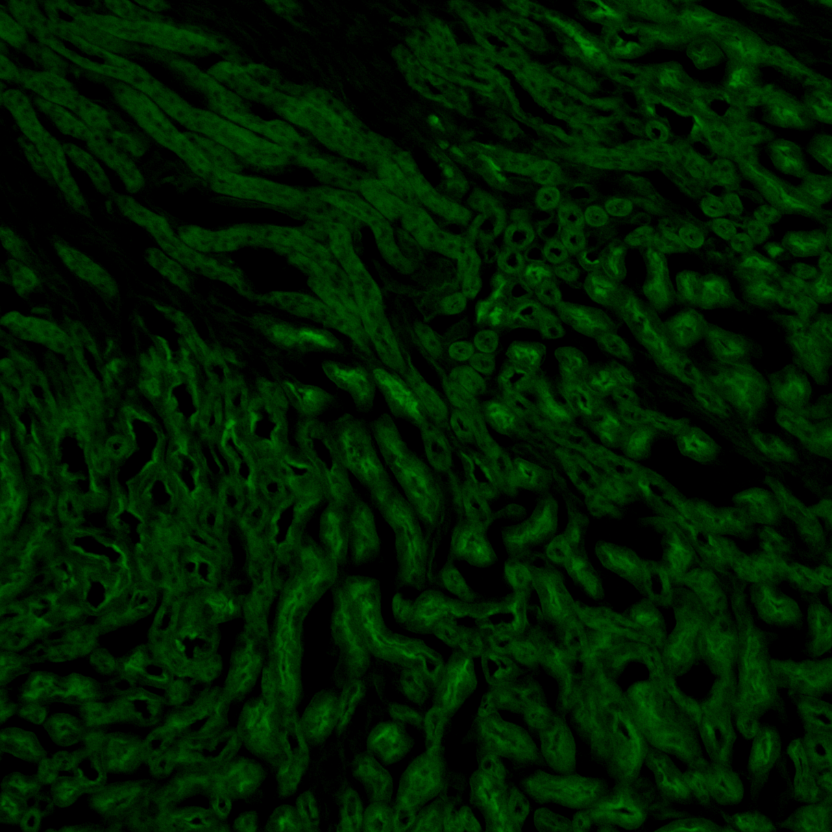 BioHD-CS12 Colour CMOS Camera