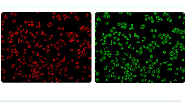 MCS11/21/22 Live Cell System