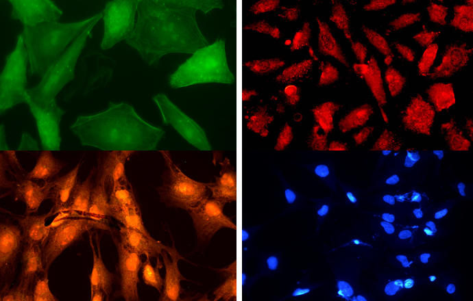 Multi Channel Fluorescence LED Module