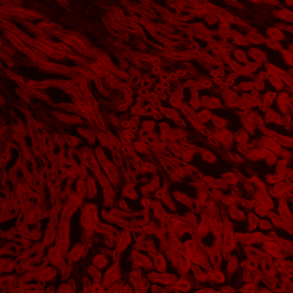 BioHD-CS12 Colour CMOS Camera