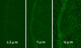 Aries 16 sCMOS Camera