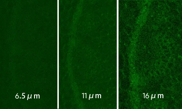 Aries 16 sCMOS Camera