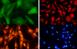 Multi Channel Fluorescence LED Module