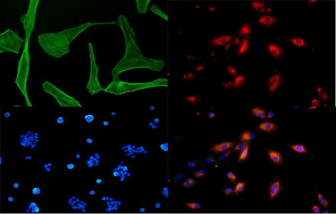MF, MIF and MZX LED Fluorescence Attachment
