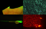 MF, MIF and MZX Fluorescence LED Module