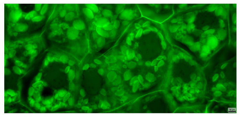 BioHD-EPS Mono CMOS Camera