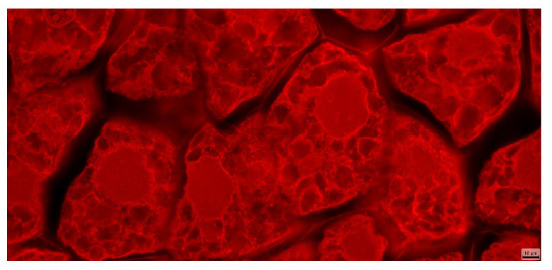 BioHD-EPS Mono CMOS Camera