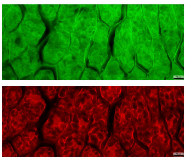FC-FISH5 Fluorescence LED Illuminator