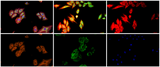 MIX60-FLD Intelligent Digital Microscope