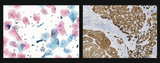 Bench-Top 5 Slides Scanner